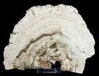 Large / inch Petrified Wood Slab - Madagascar #3306-1